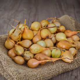 Stuttgarter Yellow, Onion Sets